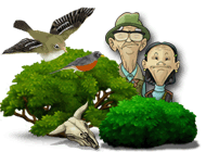 Game SnapShot Adventures - Secret of Bird Island